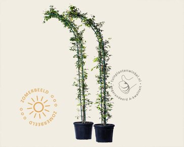 Fagus sylvatica - Boogvorm set