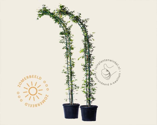 Fagus sylvatica - Boogvorm set