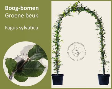 Fagus sylvatica - Boogvorm set