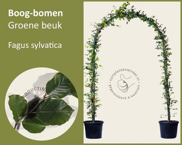 Fagus sylvatica - Boogvorm set