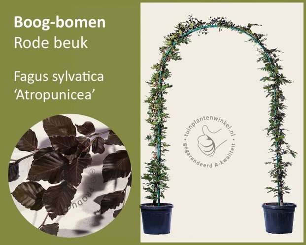 Fagus sylvatica 'Atropunicea' - Boogvorm set