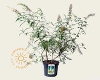 Buddleja davidii 'White Bouquet'