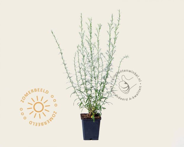Aster pringlei 'Monte Cassino'