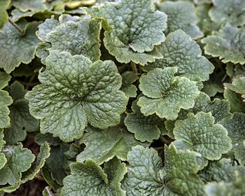 Tellima grandiflora 'Rubra'