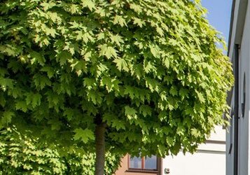Bomen met een kleine kruin