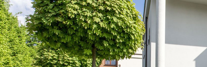 Smalle bomen voor een kleine tuin