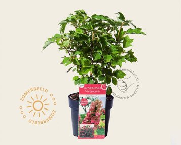 Hydrangea quercifolia 'Ruby Slippers' image