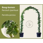 Boogvorm set