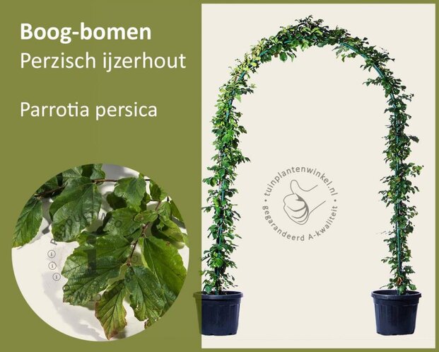 Parrotia persica - Boogvorm set