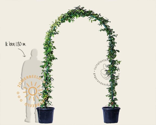 Parrotia persica - Boogvorm set