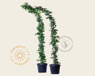 Parrotia persica - Boogvorm set