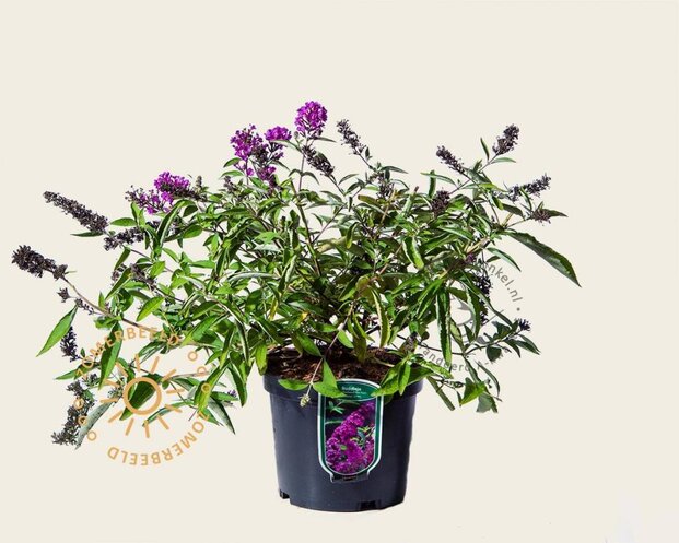 Buddleja davidii Free Petite 'Tutti Frutti'