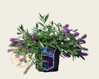 Buddleja davidii Free Petite 'Dark Pink'