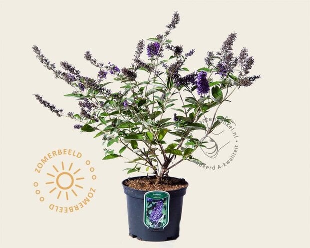 Buddleja davidii Free Petite 'Blue Heaven'