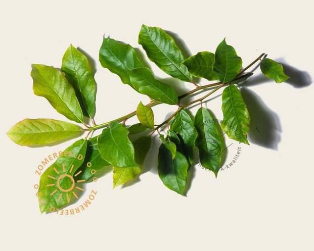 Nyssa sylvatica