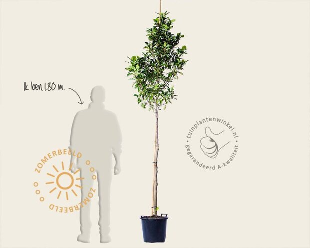 Magnolia 'Susan' - hoogstam