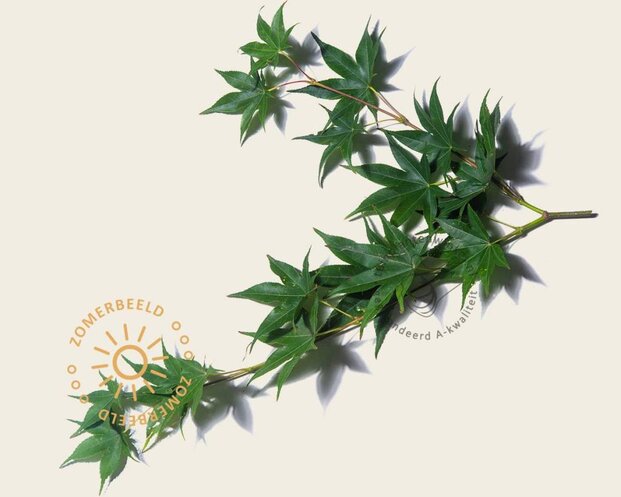 Acer palmatum - boomvorm