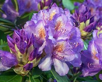 Rhododendron catawbiense 'Grandiflorum'