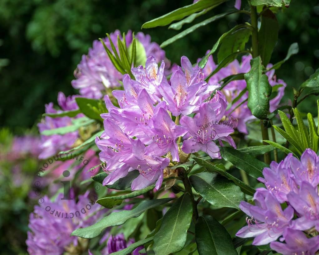 Rhododendron ponticum