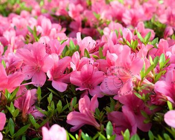 Rhododendron Azalea 'Madame van Hecke' image