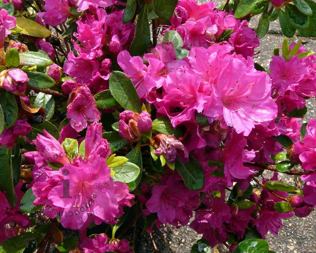 Rhododendron Azalea 'Violetta' | Japanse azalea | Tuinplantenwinkel.nl