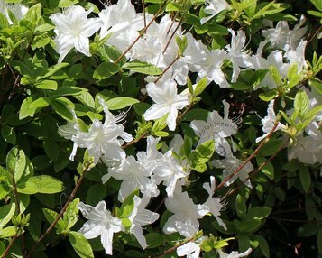 Rhododendron Azalea 'Schneewitchen' image