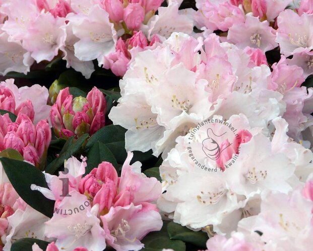 Rhododendron yakushimanum 'Dreamland'