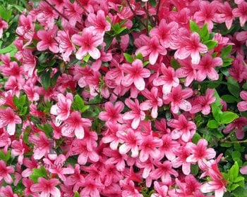Rhododendron Azalea 'Silvester'