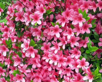 Rhododendron Azalea 'Silvester' image