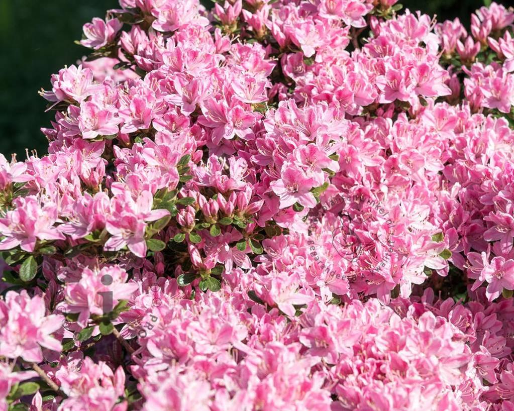 Rhododendron Azalea 'Kermesina Roze - Wit'