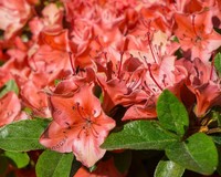 Rhododendron Azalea 'Geisha Orange'