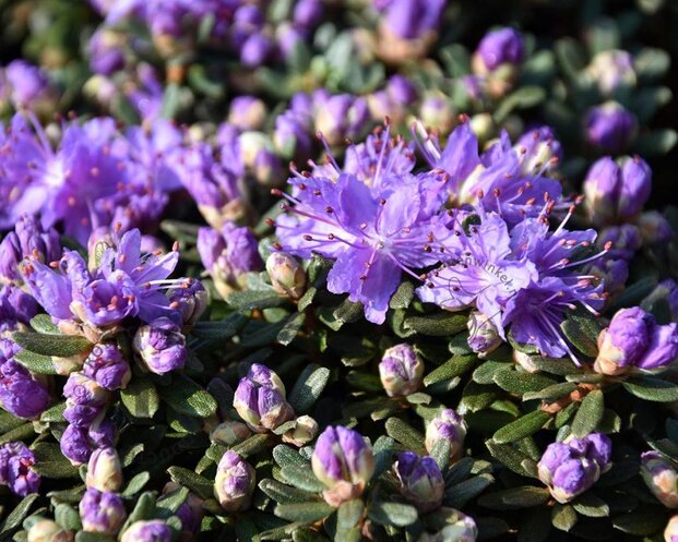 Rhododendron impeditum