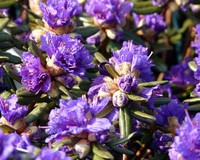 Rhododendron 'Azurika'