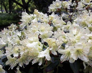 Rhododendron 'Dora Amateis'