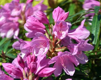 Rhododendron ponticum 'Graziella'