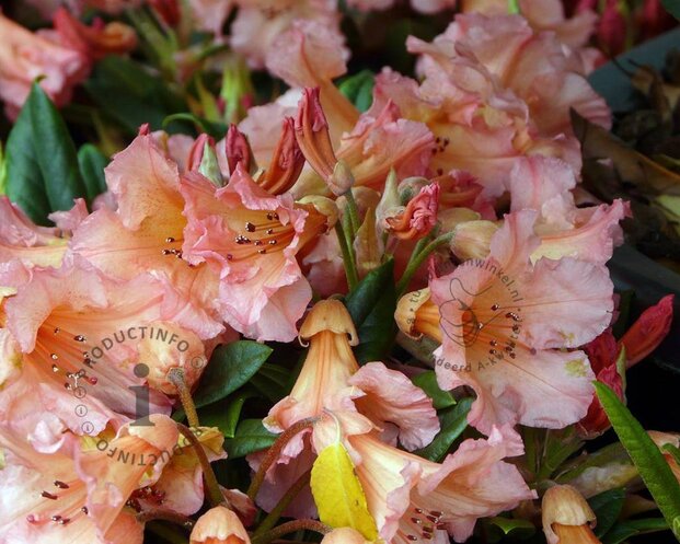 Rhododendron 'Tortoiseshell Orange'