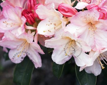 Rhododendron yakushimanum 'Percy Wiseman'
