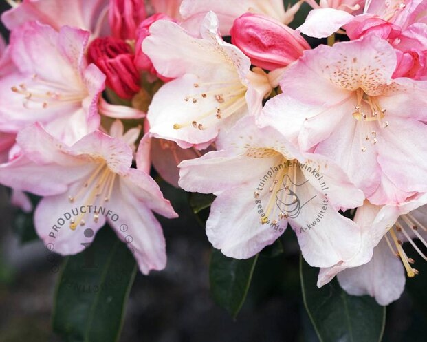 Rhododendron yakushimanum 'Percy Wiseman'