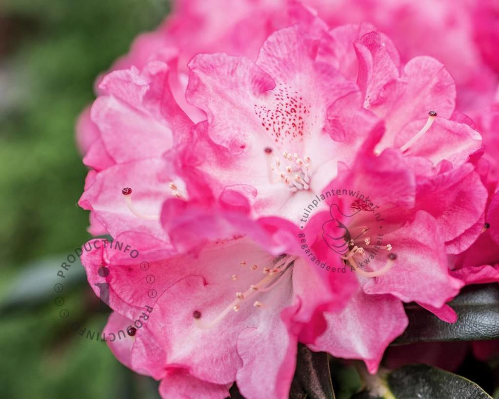 Rhododendron yakushimanum 'Fantastica'