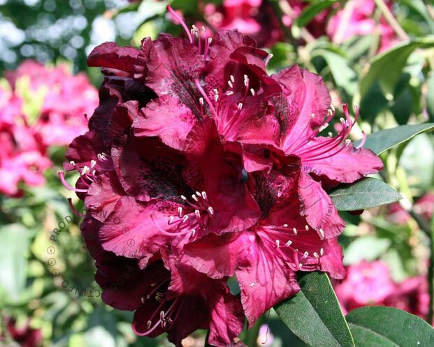 Rhododendron 'Marie Forte'