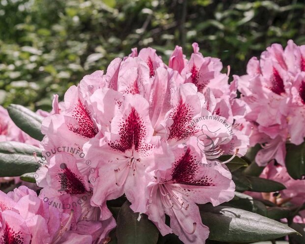 Rhododendron 'Cosmopolitan'