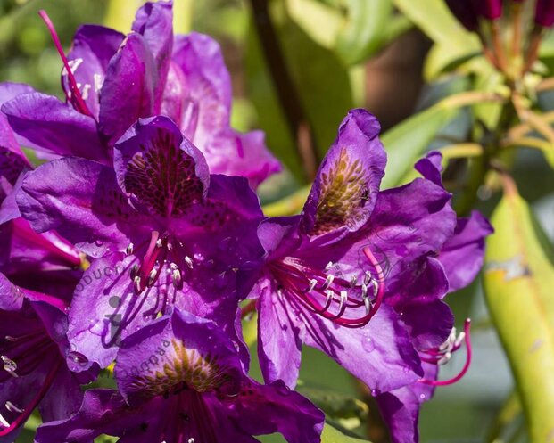 Rhododendron 'Marcel Menard'