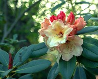 Rhododendron 'Horizon Monarch'