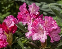 Rhododendron yakushimanum 'Kalinka'