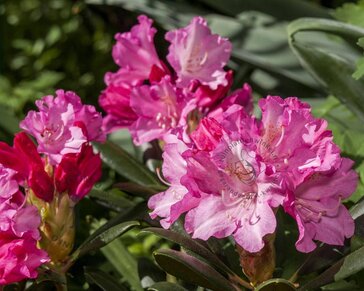 Rhododendron yakushimanum 'Kalinka'