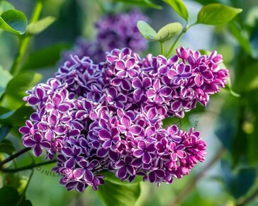Syringa vulgaris 'Sensation'