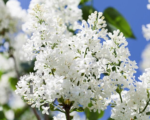 Syringa 'Agnes Smith'