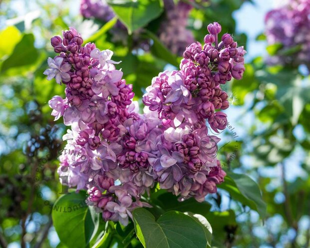 Syringa vulgaris 'Nadezhda'