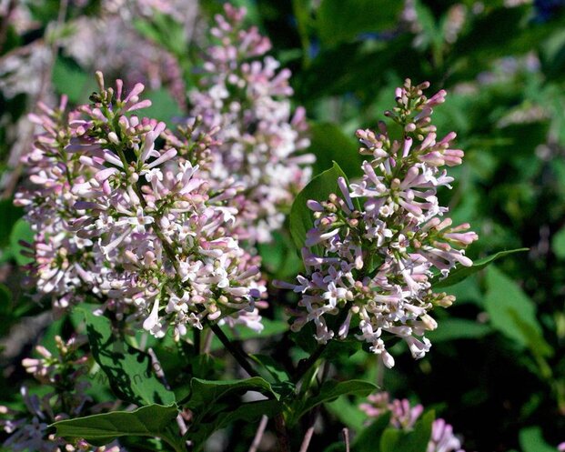 Syringa patula 'Miss Kim'