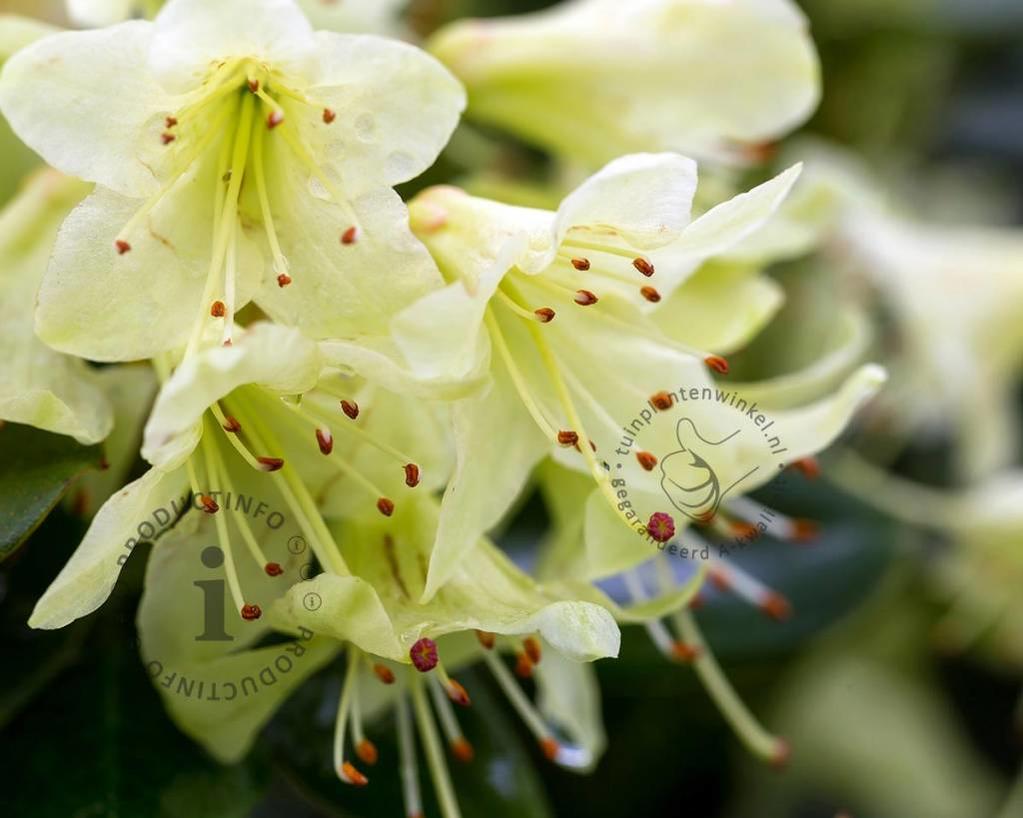 Rhododendron 'Shamrock'